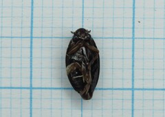 Gyrinus