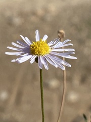 Felicia muricata