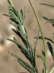 Felicia muricata