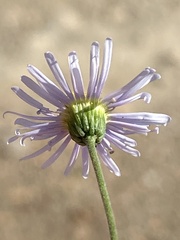 Felicia muricata