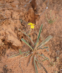 Goodenia willisiana