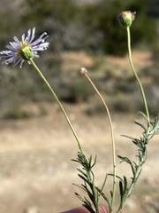 Felicia muricata