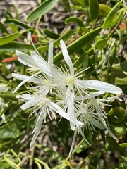 Clematis pubescens