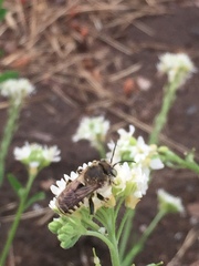Anthidium