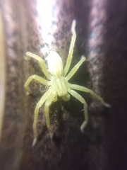 Micrommata