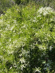 Clematis pubescens