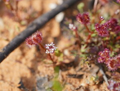 Trachymene cyanopetala
