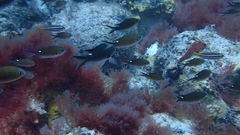 Azurina multilineata