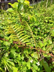 Pentarhizidium orientale