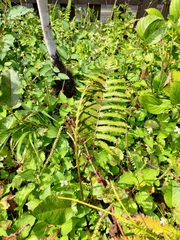 Pentarhizidium orientale