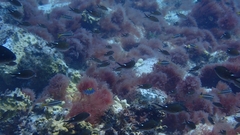 Azurina multilineata