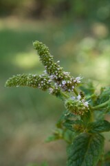 Mentha spicata