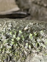 Fissidens bryoides