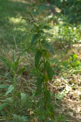 Mentha spicata