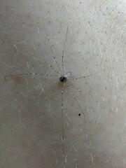 Dicranopalpus ramosus