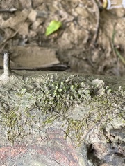 Fissidens bryoides