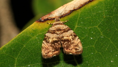 Choreutis