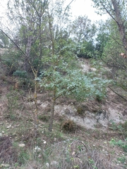 Fraxinus angustifolia