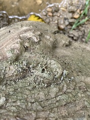 Fissidens bryoides