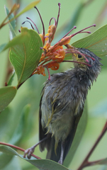 Ptilotula penicillata