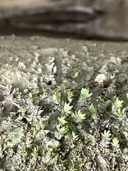 Fissidens bryoides