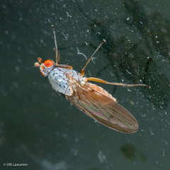 Heleomyzidae
