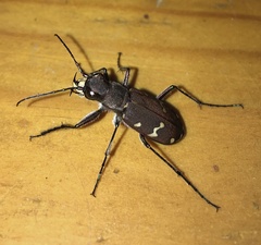 Cicindela gemmata