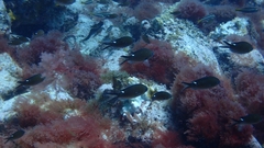 Azurina multilineata