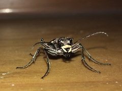 Cicindela gemmata