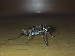 Cicindela gemmata