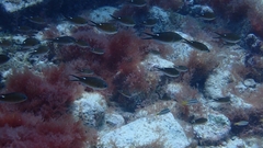 Azurina multilineata