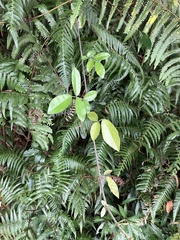 Tetrastigma formosanum