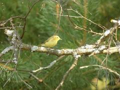 Phylloscopus sibilatrix