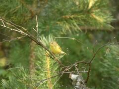 Phylloscopus sibilatrix