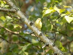 Phylloscopus sibilatrix