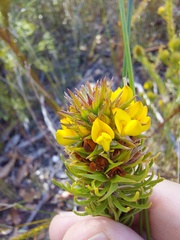 Phyllota phylicoides
