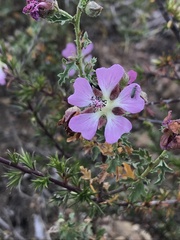 Anisodontea