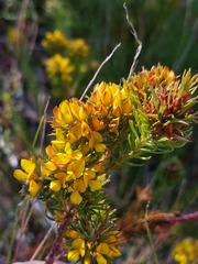 Phyllota phylicoides