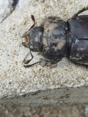 Lucanus cervus turcicus