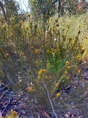 Phyllota phylicoides