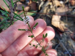 Micromyrtus ciliata
