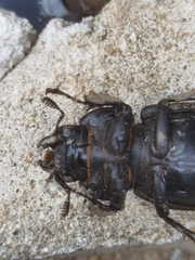 Lucanus cervus turcicus