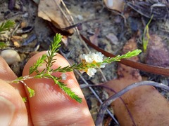 Micromyrtus ciliata