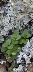 Veronica arvensis