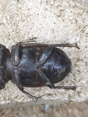 Lucanus cervus turcicus