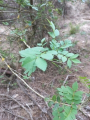 Fraxinus angustifolia