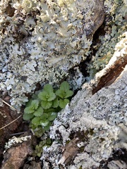 Veronica arvensis