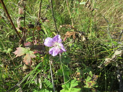 Geranium wlassovianum