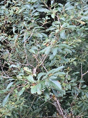 Lindera erythrocarpa