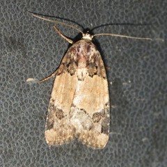 Bryolymnia ensina